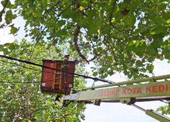 Antisipasi Pohon Roboh DLHKP Kota Kediri Gencarkan Pemangkasan di Musim Hujan