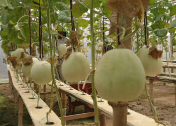 Pemuda Tulungagung Kembangkan Melon Premium Hidroponik, Berpotensi Jadi Wisata Edukasi
