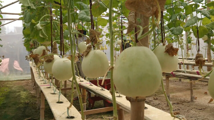 Pemuda Tulungagung Kembangkan Melon Premium Hidroponik, Berpotensi Jadi Wisata Edukasi