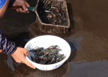 Budidaya Lobster Air Tawar Jadi Peluang Usaha Baru di Tulungagung