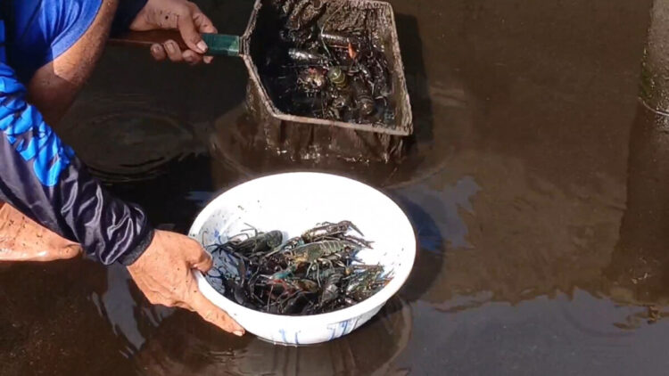 Budidaya Lobster Air Tawar Jadi Peluang Usaha Baru di Tulungagung