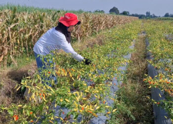 Panen Cabai di Kediri Menurun Akibat Cuaca Tidak Menentu