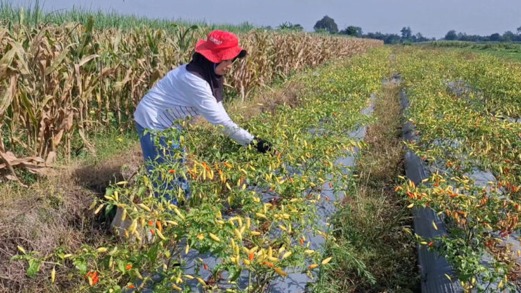 Panen Cabai di Kediri Menurun Akibat Cuaca Tidak Menentu