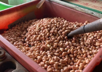 Harga Kacang Tanah Melambung, Penjualan Menurun