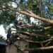 Hujan Deras dan Angin Kencang Tumbangkan Pohon Trembesi, Rumah Warga Tulungagung Rusak