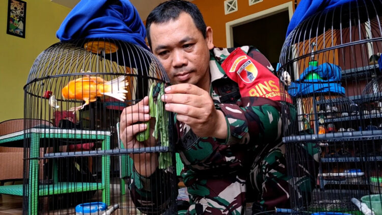 Babinsa di Kediri Sukses Kembangkan Budidaya Kenari Merah Lokal