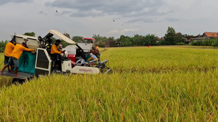Produktivitas Padi di Kabupaten Kediri Meningkat Signifikan