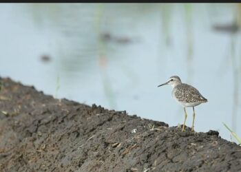 Mengamati Migrasi Burung Dari Rusia dan Cina Singgah di Tulungagung