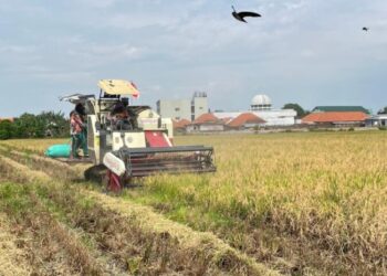 Memasuki Panen 2026, Bulog Kediri Siap Serap Gabah Petani