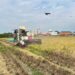Memasuki Panen 2026, Bulog Kediri Siap Serap Gabah Petani
