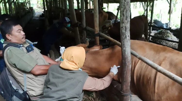Tekan PMK, DISNAKKAN Trenggalek Gencarkan Vaksinasi Ternak