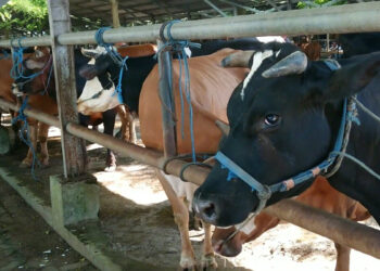 PMK Kembali Merebak di Tulungagung, Disnakkeswan Perketat Pengawasan Pasar Hewan Terpadu