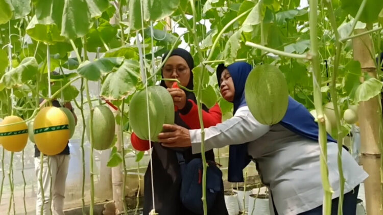 Sensasi Berburu Takjil di Trenggalek: Bisa Petik Melon Premium Langsung dari Pohon