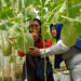Sensasi Berburu Takjil di Trenggalek: Bisa Petik Melon Premium Langsung dari Pohon