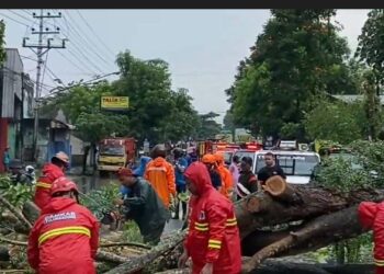 Pohon Tumbang, Jalur Tulungagung-Kediri Tutup Total Selama Satu Jam