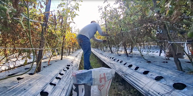 Harga Plastik Mulsa Meroket, Laba Petani Sayur di Kota Kediri Terpangkas hingga 30 Persen