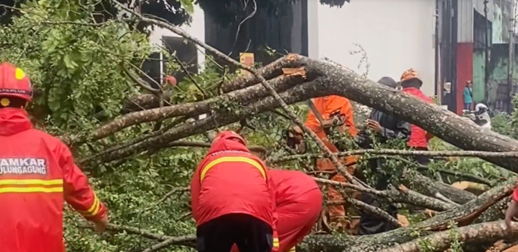 Hujan Deras dan Angin Kencang di Tulungagung, Jalur Provinsi Tulungagung-Kediri Sempat Lumpuh Total Akibat Pohon Tumbang