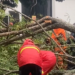 Hujan Deras dan Angin Kencang di Tulungagung, Jalur Provinsi Tulungagung-Kediri Sempat Lumpuh Total Akibat Pohon Tumbang