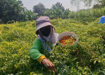 Harga Mulai Melandai, Petani Cabai di Kelurahan Bangsal Kediri Pilih Percepat Panen Raya demi Hindari Busuk Akar