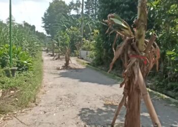 Protes Jalan Rusak Diwarnai Aksi Tanam Pohon Pisang, Pemdes Bakung Blitar Pilih Mengadu ke Bupati