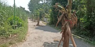 Protes Jalan Rusak Diwarnai Aksi Tanam Pohon Pisang, Pemdes Bakung Blitar Pilih Mengadu ke Bupati