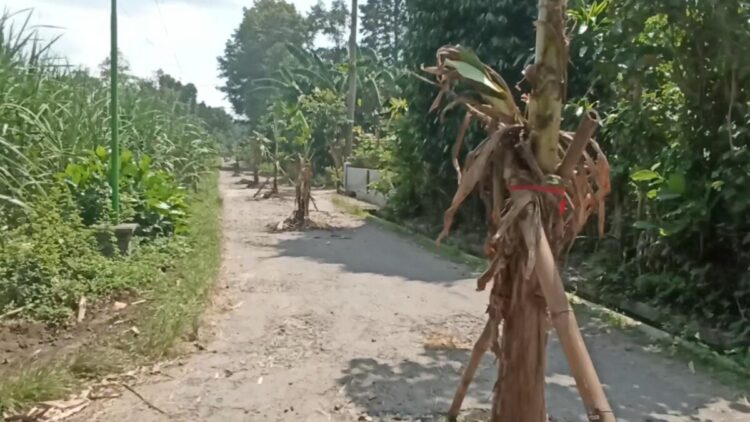 Protes Jalan Rusak Diwarnai Aksi Tanam Pohon Pisang, Pemdes Bakung Blitar Pilih Mengadu ke Bupati