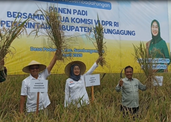 Rekor Sepanjang Sejarah, Stok Beras Jatim Tembus 1,3 Juta Ton di Tengah Ancaman Iklim