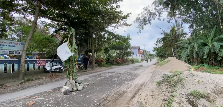 Protes Jalan Rusak Bertahun-tahun, Warga Karangrejo Blitar Tanam Pohon Pisang di Tengah Jalan