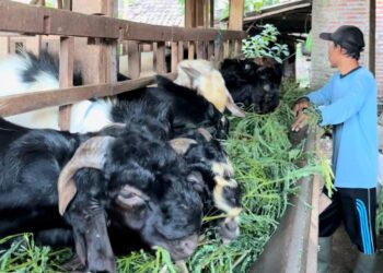 Permintaan Tinggi, Pedagang Kambing Kurban Siapkan Stok Terbaik