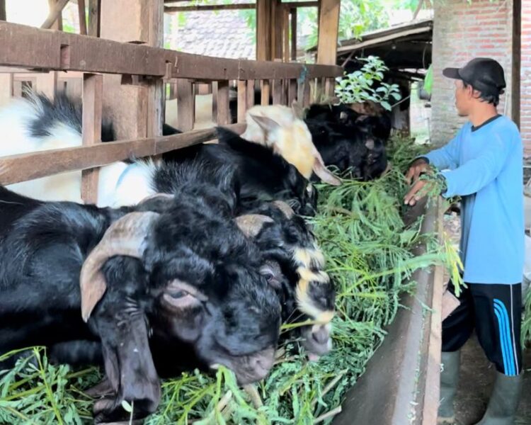 Permintaan Tinggi, Pedagang Kambing Kurban Siapkan Stok Terbaik