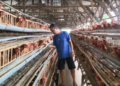 Sempat Anjlok ke Rp 20 Ribu, Harga Telur Ayam di Kediri Mulai Merangkak Naik Jelang Idul Adha