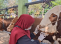 Pastikan Kelayakan Hewan Kurban, DKPP Kabupaten Kediri Sidak Pasar Hewan Ngadiluwih