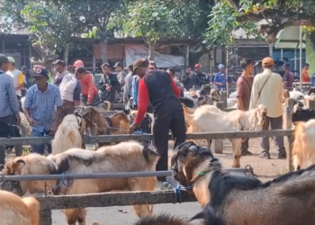 Jelang Idul Adha, Penjualan Kambing Kurban di Pasar Muning Kediri Mulai Melonjak