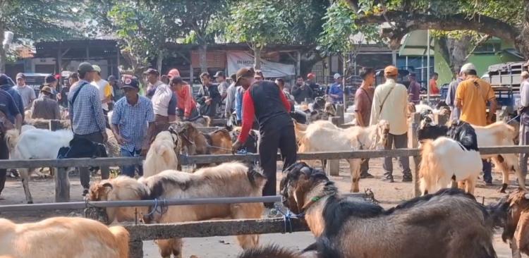 Jelang Idul Adha, Penjualan Kambing Kurban di Pasar Muning Kediri Mulai Melonjak