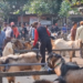 Jelang Idul Adha, Penjualan Kambing Kurban di Pasar Muning Kediri Mulai Melonjak