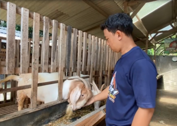 Sempat Lesu, Peternak Kambing Cross Boer di Blitar Kini Kebanjiran Pesanan Jelang Idul Adha