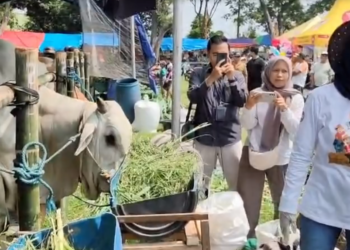 Vakum Sejak 2019, Ratusan Sapi Unggulan di Kediri Adu Bobot dalam Kontes Ternak 2026