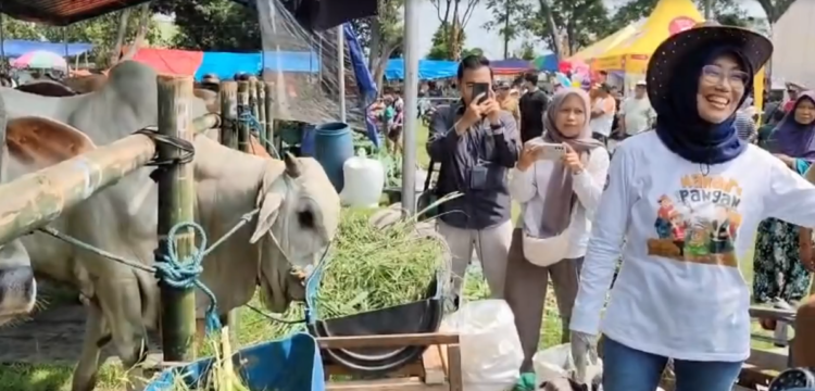 Vakum Sejak 2019, Ratusan Sapi Unggulan di Kediri Adu Bobot dalam Kontes Ternak 2026