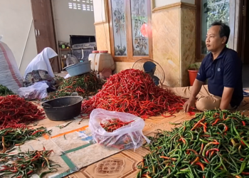 Petani Ngletih Kediri Semringah, Panen Raya Bertepatan dengan Meroketnya Harga Cabai Merah Keriting