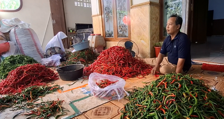 Petani Ngletih Kediri Semringah, Panen Raya Bertepatan dengan Meroketnya Harga Cabai Merah Keriting
