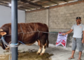 Sapi Kurban 1 Ton dari Presiden Prabowo Diletakkan di Blitar, Daging Dipastikan Sehat dan Bebas Penyakit