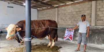 Sapi Kurban 1 Ton dari Presiden Prabowo Diletakkan di Blitar, Daging Dipastikan Sehat dan Bebas Penyakit