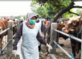 Jelang Idul Adha, Harga Sapi di Kediri Naik hingga 20 Persen, Transaksi Tetap Tinggi