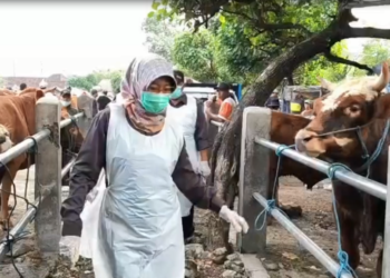 Jelang Idul Adha, Harga Sapi di Kediri Naik hingga 20 Persen, Transaksi Tetap Tinggi