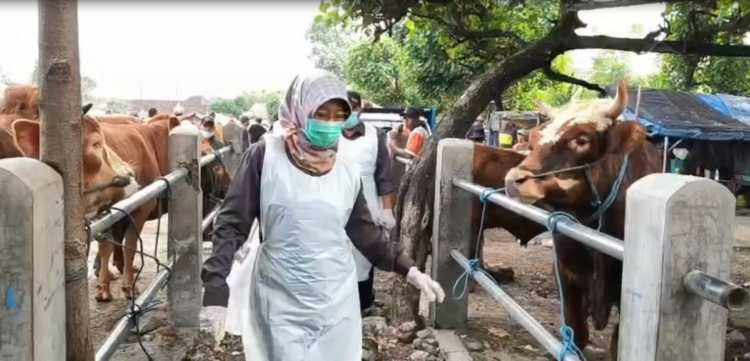 Jelang Idul Adha, Harga Sapi di Kediri Naik hingga 20 Persen, Transaksi Tetap Tinggi