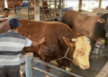 Sapi Hampir 2 Ton Milik Warga Blitar Dilirik Presiden Ri Untuk Banmas Hari Raya Kurban Harganya Tembus Rp 100 Juta