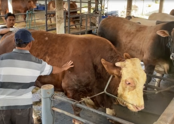 Sapi Hampir 2 Ton Milik Warga Blitar Dilirik Presiden Ri Untuk Banmas Hari Raya Kurban Harganya Tembus Rp 100 Juta