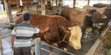 Sapi Hampir 2 Ton Milik Warga Blitar Dilirik Presiden Ri Untuk Banmas Hari Raya Kurban Harganya Tembus Rp 100 Juta