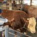 Sapi Hampir 2 Ton Milik Warga Blitar Dilirik Presiden Ri Untuk Banmas Hari Raya Kurban Harganya Tembus Rp 100 Juta
