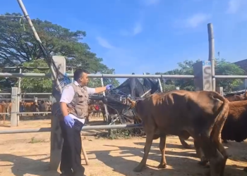 Sidak Pasar Dimoro Jelang Idul Adha, DKPP Kota Blitar Temukan 16 Sapi Berpenyakit